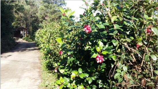 三三禽業養殖基地- (6) 三三禽業養殖基地- (6)